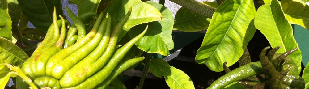 Endobiogénie, Phytothérapie clinique intégrative, Aromathérapie, Médecine Générale et Naturelle, Nutrition